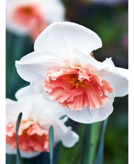 Нарцисс "Precocious" 3шт в упаковке Нарцисс "Precocious" 3шт в упаковке