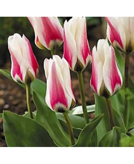 Тюльпан гибрид фостера "Бордер Легенд" (Border Legend) 3шт в упаковке (размер 12/+) Тюльпан гибрид фостера "Бордер Легенд" (Border Legend) 3шт в упаковке (размер 12/+)