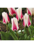 Тюльпан гибрид фостера "Бордер Легенд" (Border Legend) 3шт в упаковке (размер 12/+) Тюльпан гибрид фостера "Бордер Легенд" (Border Legend) 3шт в упаковке (размер 12/+)