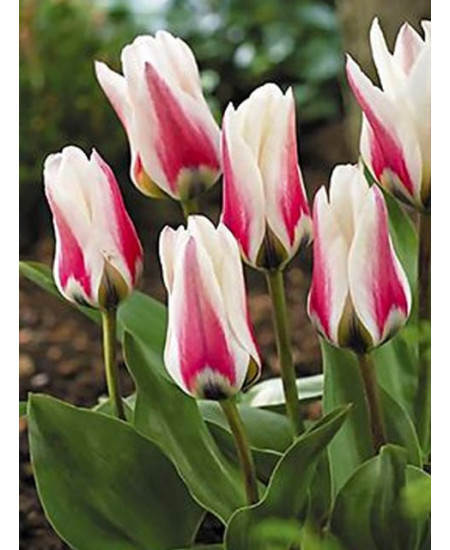 Тюльпан гибрид фостера "Бордер Легенд" (Border Legend) 3шт в упаковке (размер 12/+) Тюльпан гибрид фостера "Бордер Легенд" (Border Legend) 3шт в упаковке (размер 12/+)