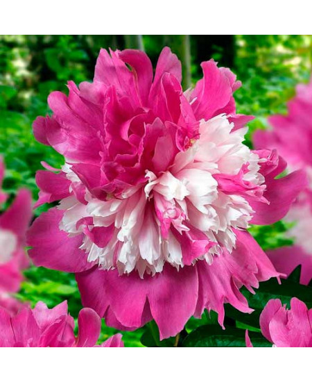 Пион Селебрити Пион Селебрити