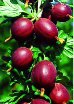 Крыжовник Темно красный