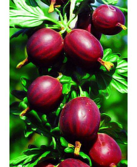 Крыжовник Темно красный Крыжовник Темно красный