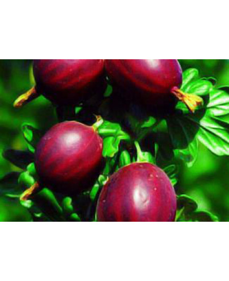 Крыжовник Темно красный Крыжовник Темно красный