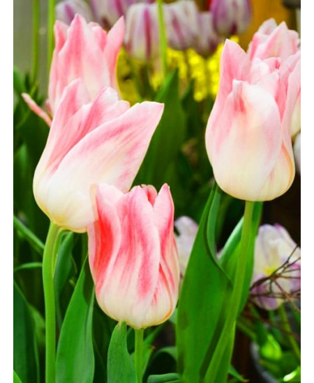 Тюльпан лилиецветный "Холланд Шик" (Holland Chic) 3шт в упаковке (размер 10\11) Тюльпан лилиецветный "Холланд Шик" (Holland Chic) 3шт в упаковке (размер 10\11)