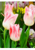 Тюльпан лилиецветный "Холланд Шик" (Holland Chic) 3шт в упаковке (размер 10\11) Тюльпан лилиецветный "Холланд Шик" (Holland Chic) 3шт в упаковке (размер 10\11)