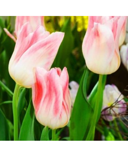 Тюльпан лилиецветный "Холланд Шик" (Holland Chic) 3шт в упаковке (размер 10\11) Тюльпан лилиецветный "Холланд Шик" (Holland Chic) 3шт в упаковке (размер 10\11)