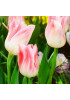 Тюльпан лилиецветный "Холланд Шик" (Holland Chic) 3шт в упаковке (размер 10\11) Тюльпан лилиецветный "Холланд Шик" (Holland Chic) 3шт в упаковке (размер 10\11)