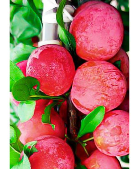 Эксклюзив! Алыча насыщенно-розовая "Маскарад" (Masquerade) (крымской селекции, крупноплодный сорт) Эксклюзив! Алыча насыщенно-розовая "Маскарад" (Masquerade) (крымской селекции, крупноплодный сорт)