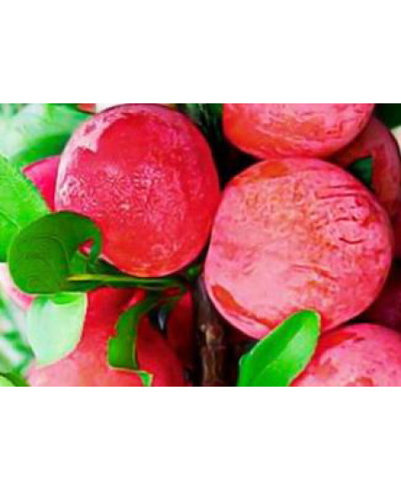 Эксклюзив! Алыча насыщенно-розовая "Маскарад" (Masquerade) (крымской селекции, крупноплодный сорт) Эксклюзив! Алыча насыщенно-розовая "Маскарад" (Masquerade) (крымской селекции, крупноплодный сорт)