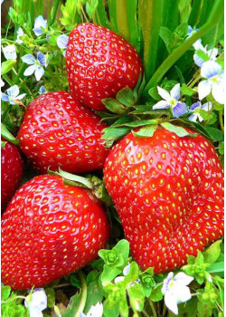 Клубника Фестивальная (Упаковка 5шт)