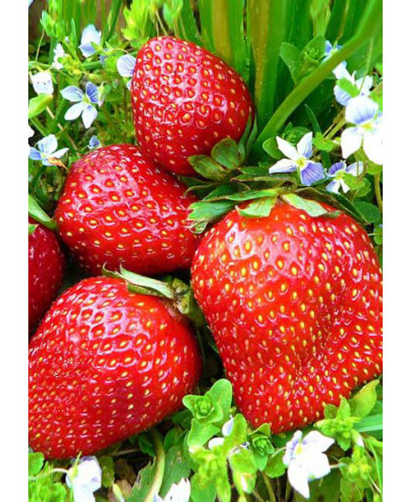 Клубника Фестивальная (Упаковка 5шт) Клубника Фестивальная (Упаковка 5шт)