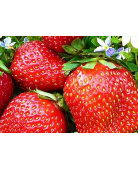 Клубника Фестивальная (Упаковка 5шт) Клубника Фестивальная (Упаковка 5шт)