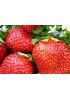 Клубника Фестивальная (Упаковка 5шт) Клубника Фестивальная (Упаковка 5шт)