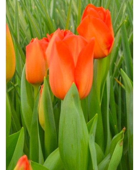 Тюльпан триумф "Спирит" (Spirit) 3шт в упаковке (размер 12\+) Тюльпан триумф "Спирит" (Spirit) 3шт в упаковке (размер 12\+)