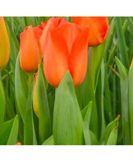 Тюльпан триумф "Спирит" (Spirit) 3шт в упаковке (размер 12\+) Тюльпан триумф "Спирит" (Spirit) 3шт в упаковке (размер 12\+)