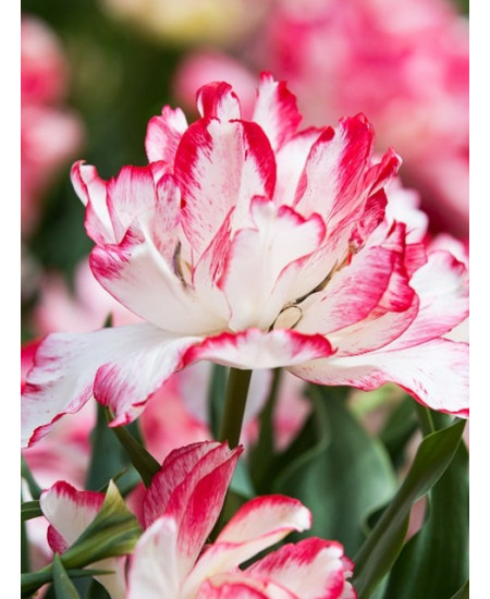 Тюльпан махровый ранний "Картуш" (Cartouche) 3шт в упаковке (размер 12\+) Тюльпан махровый ранний "Картуш" (Cartouche) 3шт в упаковке (размер 12\+)