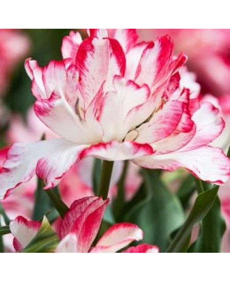 Тюльпан махровый ранний "Картуш" (Cartouche) 3шт в упаковке (размер 12\+) Тюльпан махровый ранний "Картуш" (Cartouche) 3шт в упаковке (размер 12\+)