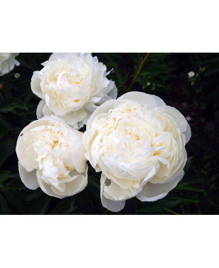 Пион Эльза Сасс Пион Эльза Сасс