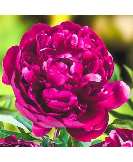 Пион травянистый Питер Бренд Пион травянистый Питер Бренд