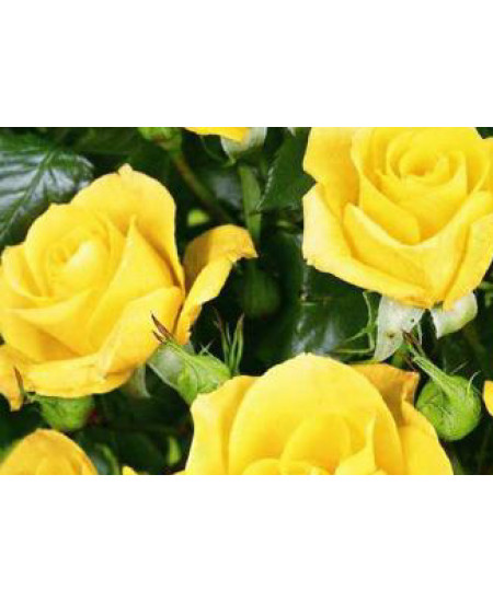 Роза спрей Фи фи Роза спрей Фи фи