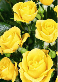 Роза спрей Фи фи