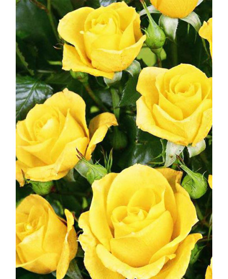 Роза спрей Фи фи Роза спрей Фи фи