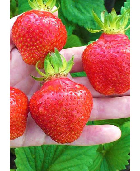 Клубника Вима (Упаковка 5шт) Клубника Вима (Упаковка 5шт)