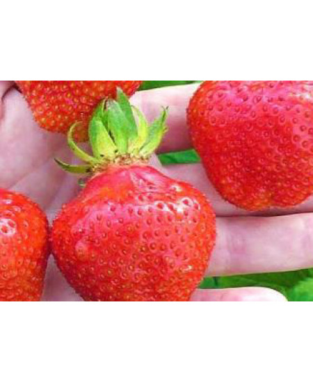 Клубника Вима (Упаковка 5шт) Клубника Вима (Упаковка 5шт)