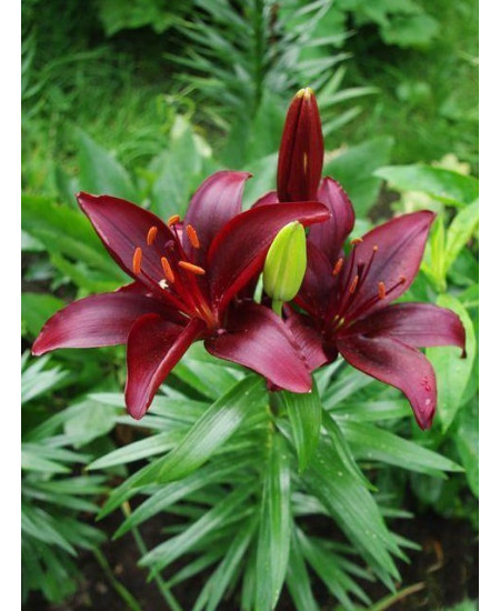 Лилия азиатская "Мапира" (Mapira) 3шт в упаковке (размер 12\14) Лилия азиатская "Мапира" (Mapira) 3шт в упаковке (размер 12\14)