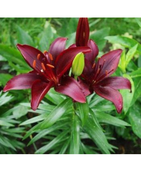 Лилия азиатская "Мапира" (Mapira) 3шт в упаковке (размер 12\14) Лилия азиатская "Мапира" (Mapira) 3шт в упаковке (размер 12\14)