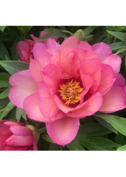 Пион (Ито-гибрид) Джулия Роуз