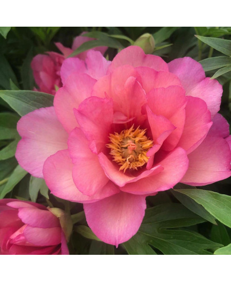 Пион (Ито-гибрид) Джулия Роуз Пион (Ито-гибрид) Джулия Роуз