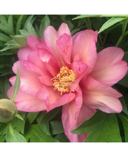 Пион (Ито-гибрид) Джулия Роуз Пион (Ито-гибрид) Джулия Роуз