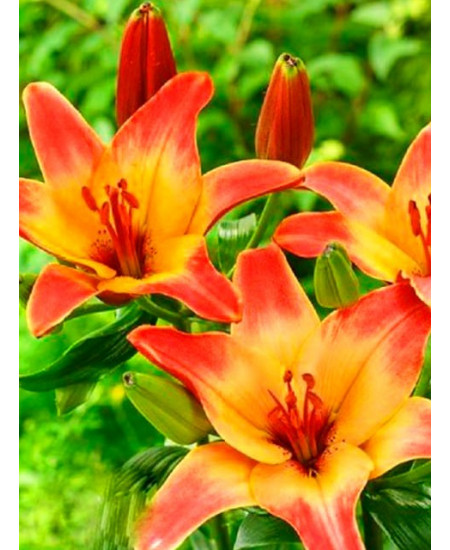 Лилия азиатская "Форевер Саммер" (Forever Summer) 3шт в упаковке (размер 12/14) Лилия азиатская "Форевер Саммер" (Forever Summer) 3шт в упаковке (размер 12/14)