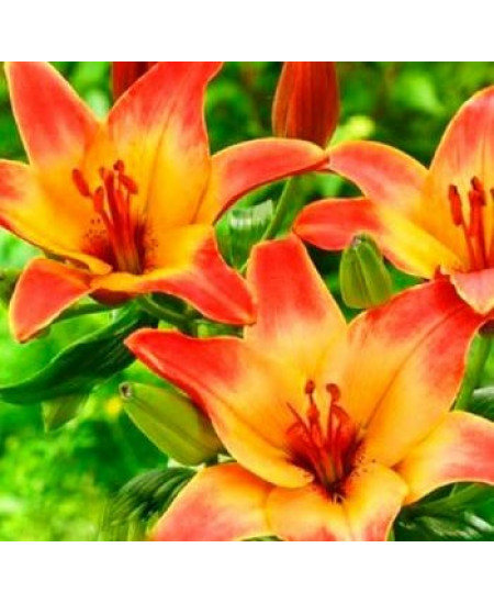 Лилия азиатская "Форевер Саммер" (Forever Summer) 3шт в упаковке (размер 12/14) Лилия азиатская "Форевер Саммер" (Forever Summer) 3шт в упаковке (размер 12/14)