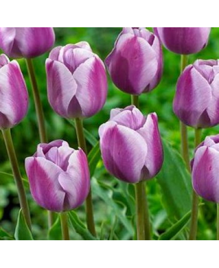 Тюльпан триумф "Сильверстоун" (Silverstone) 3шт в упаковке (размер 12/+) Тюльпан триумф "Сильверстоун" (Silverstone) 3шт в упаковке (размер 12/+)