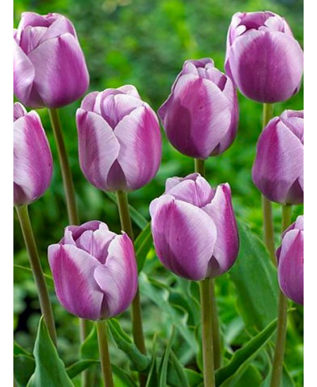 Тюльпан триумф "Сильверстоун" (Silverstone) 3шт в упаковке (размер 12/+) Тюльпан триумф "Сильверстоун" (Silverstone) 3шт в упаковке (размер 12/+)