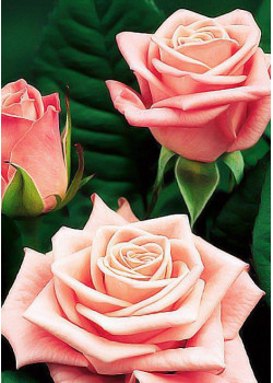 Роза парковая Фредерик Мистраль