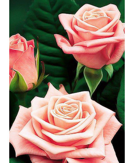 Роза парковая Фредерик Мистраль Роза парковая Фредерик Мистраль