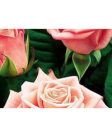 Роза парковая Фредерик Мистраль Роза парковая Фредерик Мистраль