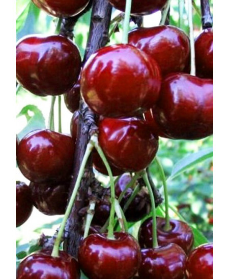 Черешня Овстуженка Черешня Овстуженка