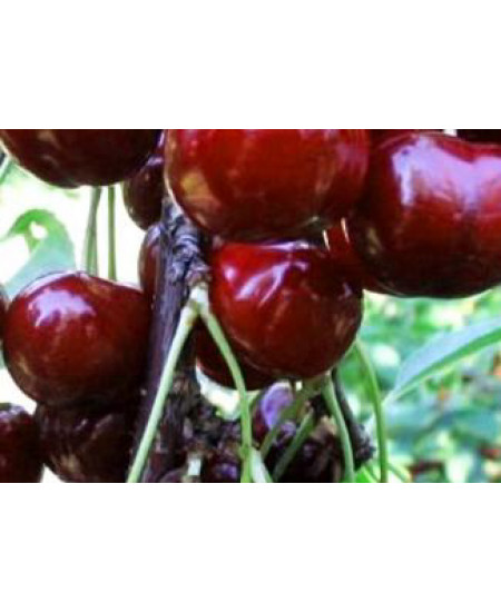 Черешня Овстуженка Черешня Овстуженка