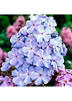 Флокс метельчатый Блю Бой