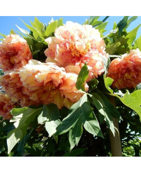 Пион древовидный Кинко Пион древовидный Кинко