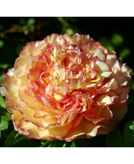 Пион древовидный Кинко Пион древовидный Кинко