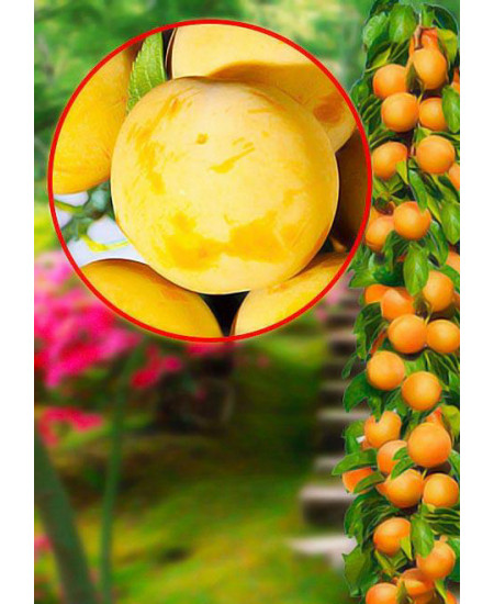 Слива колоновидная Желтая Слива колоновидная Желтая