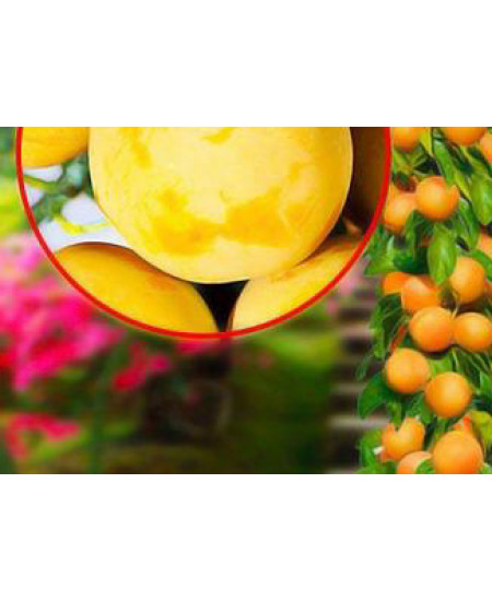 Слива колоновидная Желтая Слива колоновидная Желтая