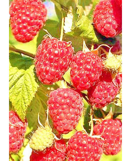 Малина Недосягаемая Малина Недосягаемая