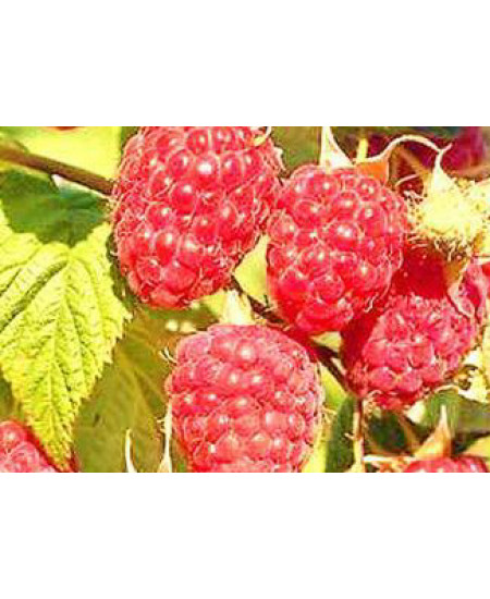 Малина Недосягаемая Малина Недосягаемая